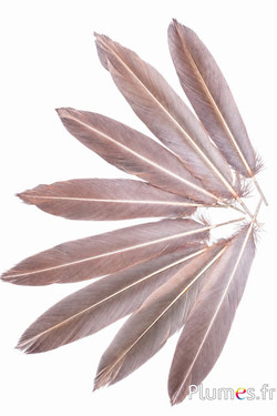 Fasan Swinhoe - 14-18 cm - beige